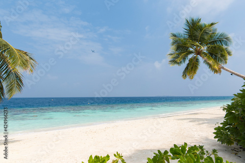 Fototapeta Naklejka Na Ścianę i Meble -  Coconut tree on a white sandy beach and crystal clear water in the Maldives