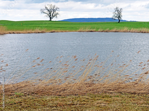 Small lake Freyenweijer (Freyenweiher) or pond Itlimoosweiher (Itlimoosweijer), Samstagern - Canton of Zürich (Zuerich or Zurich), Switzerland (Schweiz) photo