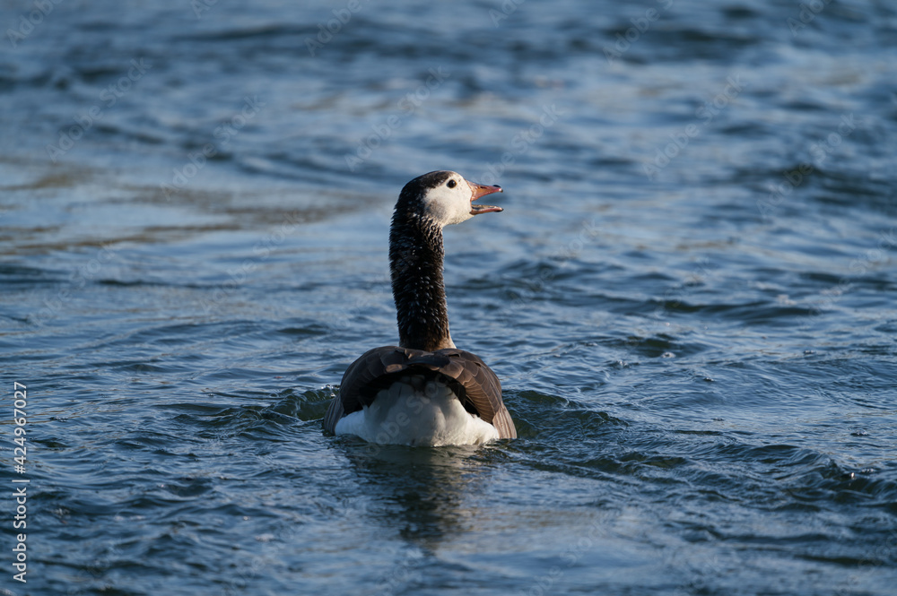 A Canada goose,Branta canadensis, is swimming in a river in springtime A Canada goose,Branta canadensis, is swimming in a river in springtime