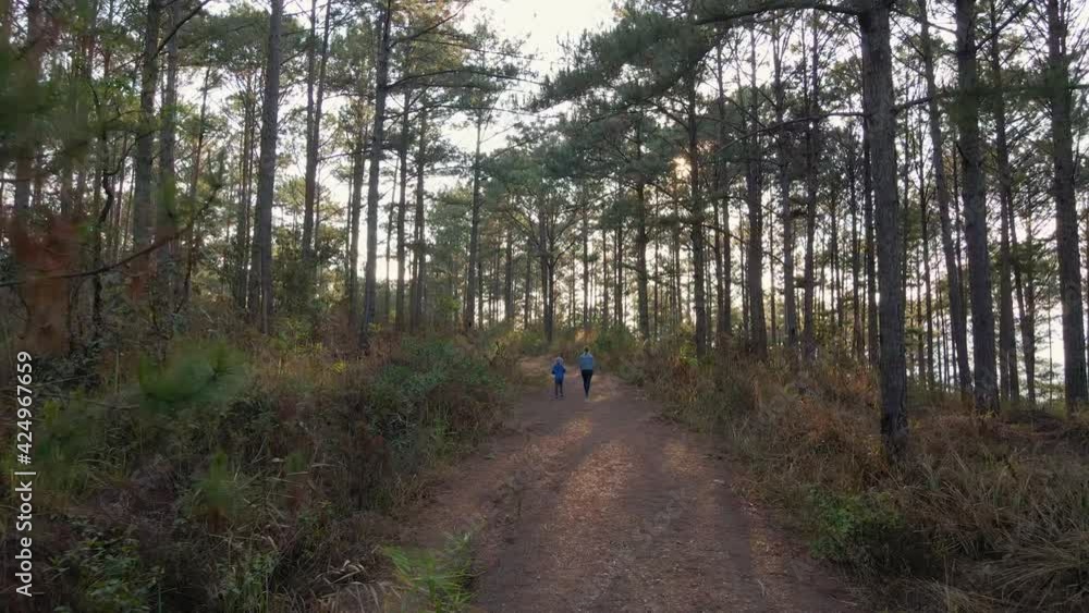 Family woman and boy walk through a pine trees forest. Shot on a drone Family woman and boy walk through a pine trees forest. Shot on a drone