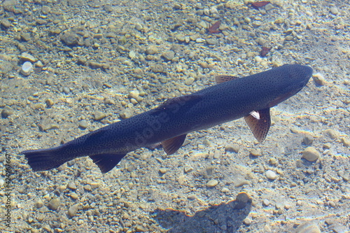 Schwimende Gebirgsforelle