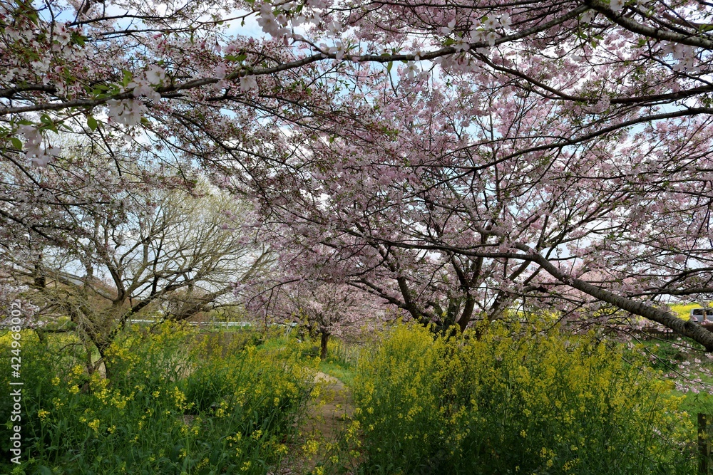 春の散策路　菜の花と桜　お花に囲まれて　風景