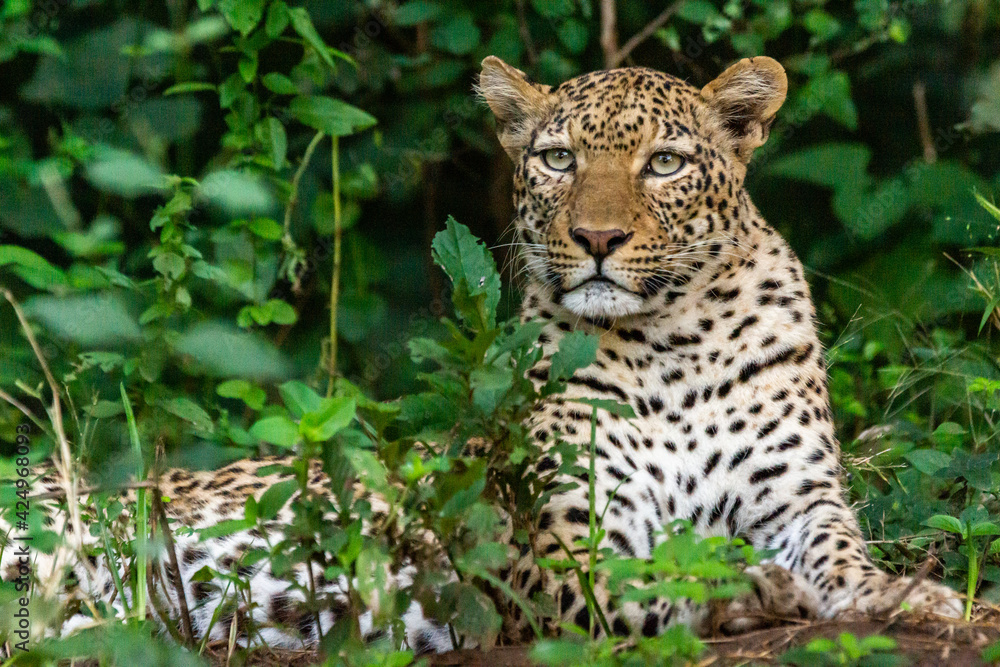 A female leopard lies in the bushes in the Lower Zambezi park A female leopard lies in the bushes in the Lower Zambezi park