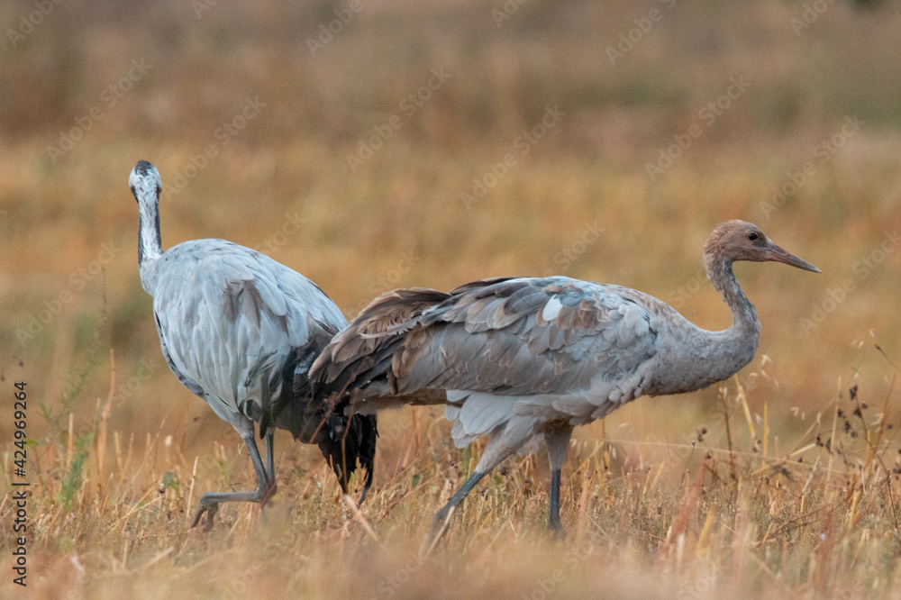 Naklejka premium żurawie na polu