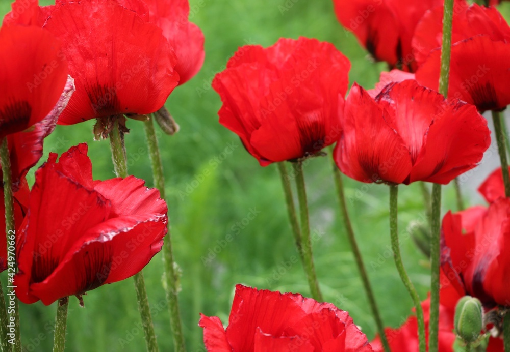 Fototapeta premium red poppy flowers