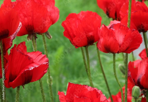 red poppy flowers