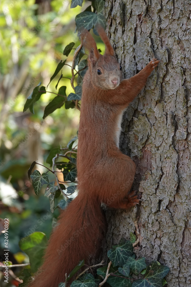 Eichhörnchen am Baumstamm Eichhörnchen am Baumstamm