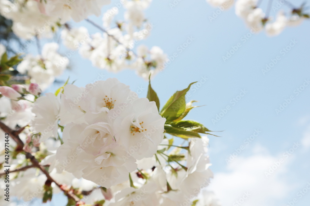 満開の桜の花