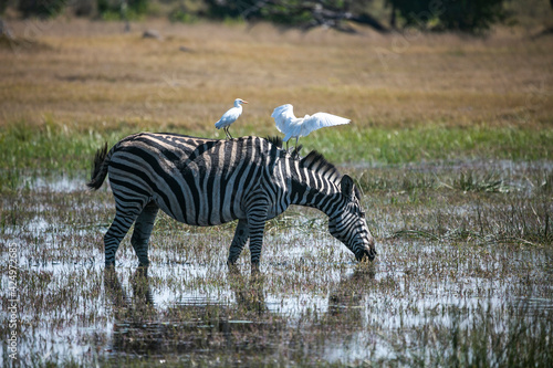 Zebra and cattle egret in Okavango Delta of Botswana, Southern Africa.