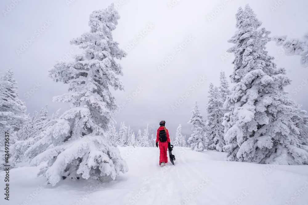Snowboarder woman walking through snow covered Christmas tree forest carrying snowboard. Powder Day. Walking throw deep snow, snowboarder on winter holiday