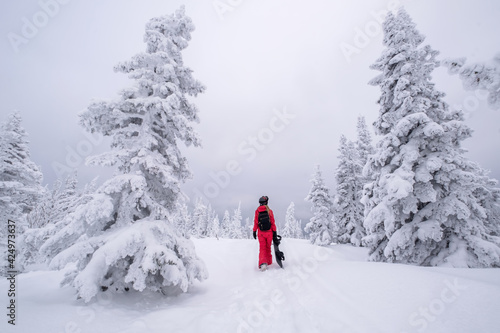 Snowboarder woman walking through snow covered Christmas tree forest carrying snowboard. Powder Day. Walking throw deep snow, snowboarder on winter holiday