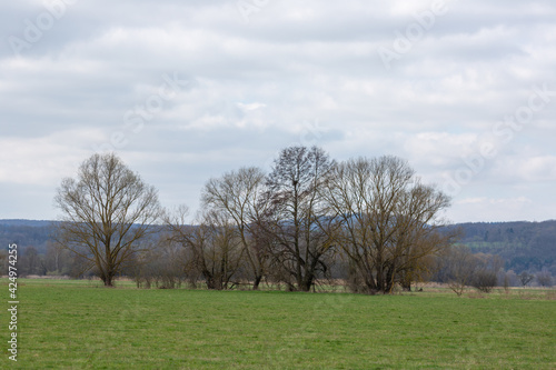 Alte Bäume in der Lahnause zwischen Heuchelheim und Allendorf bei Gießen, Hessen, Deutschland