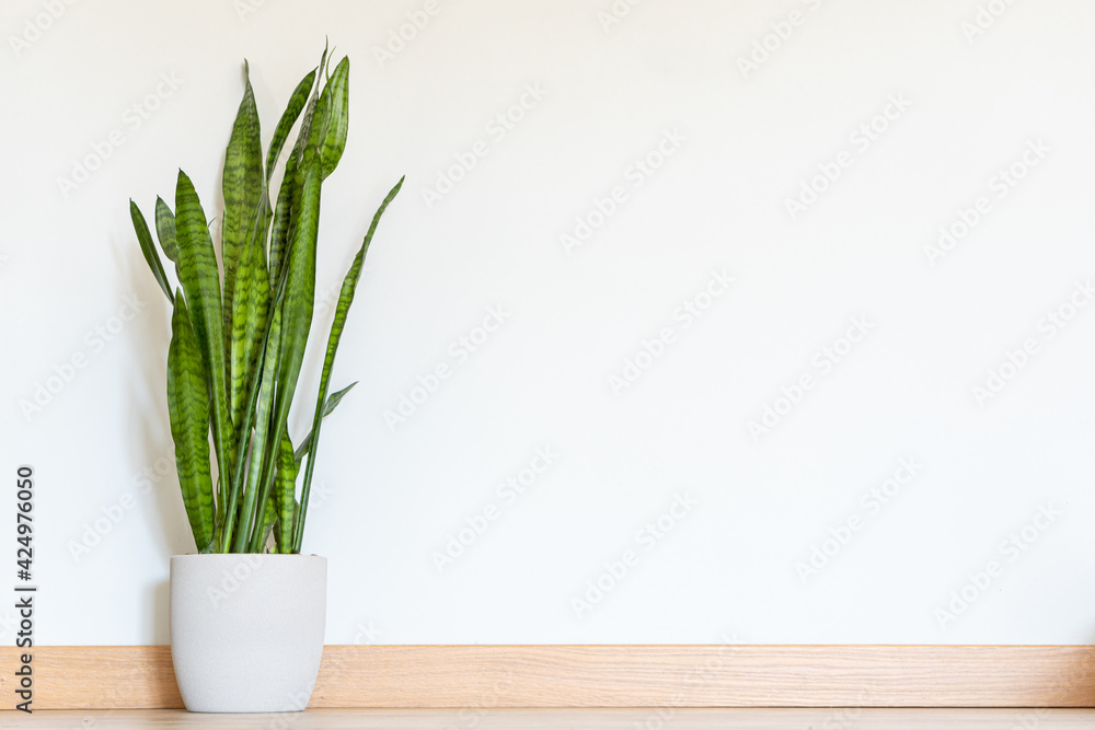 Plant on the floor mockup. beautiful trendy plant in the house on the floor Plant on the floor mockup. beautiful trendy plant in the house on the floor