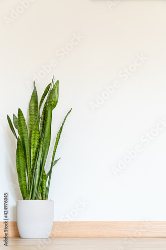Plant on the floor mockup. beautiful trendy plant in the house on the floor