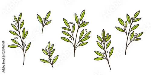 Laurel. Different types of branch. Simple contour vector illustration for packaging, corporate identity, labels, postcards, invitations.