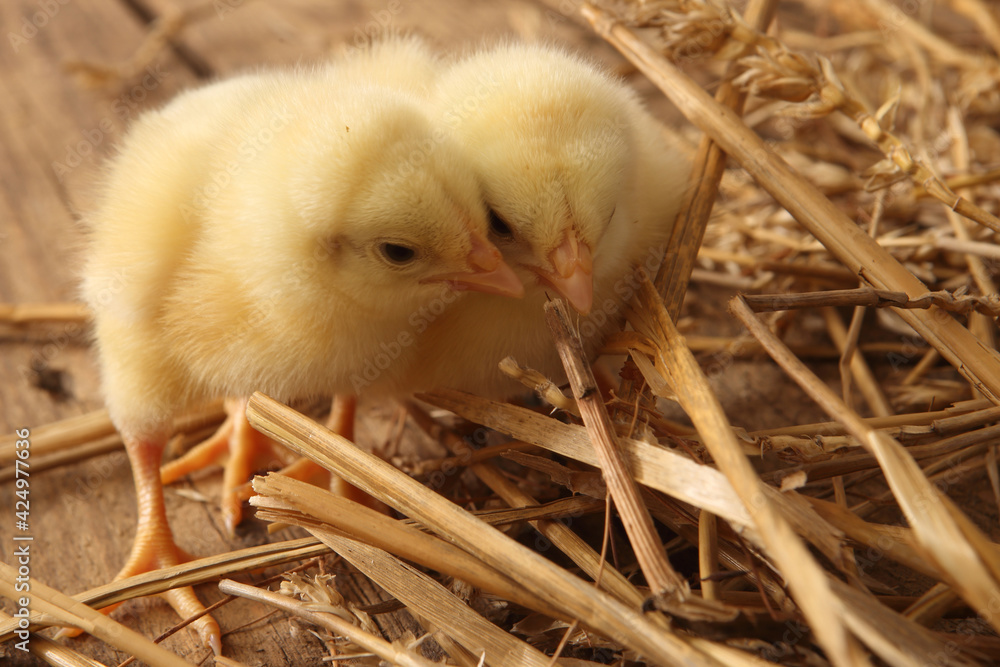 poultry farming - the newly hatched yellow chicks