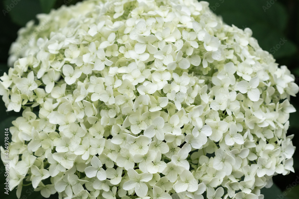 白く美しい貴婦人の紫陽花のアナベル。 白く美しい貴婦人の紫陽花のアナベル。
