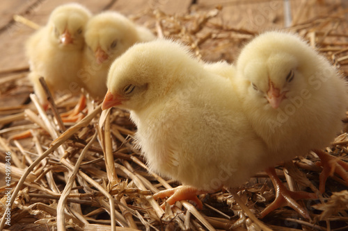 poultry farming - the newly hatched yellow chicks
