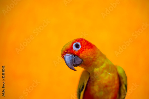 Sun Conure Parrot on mountain and Orange background