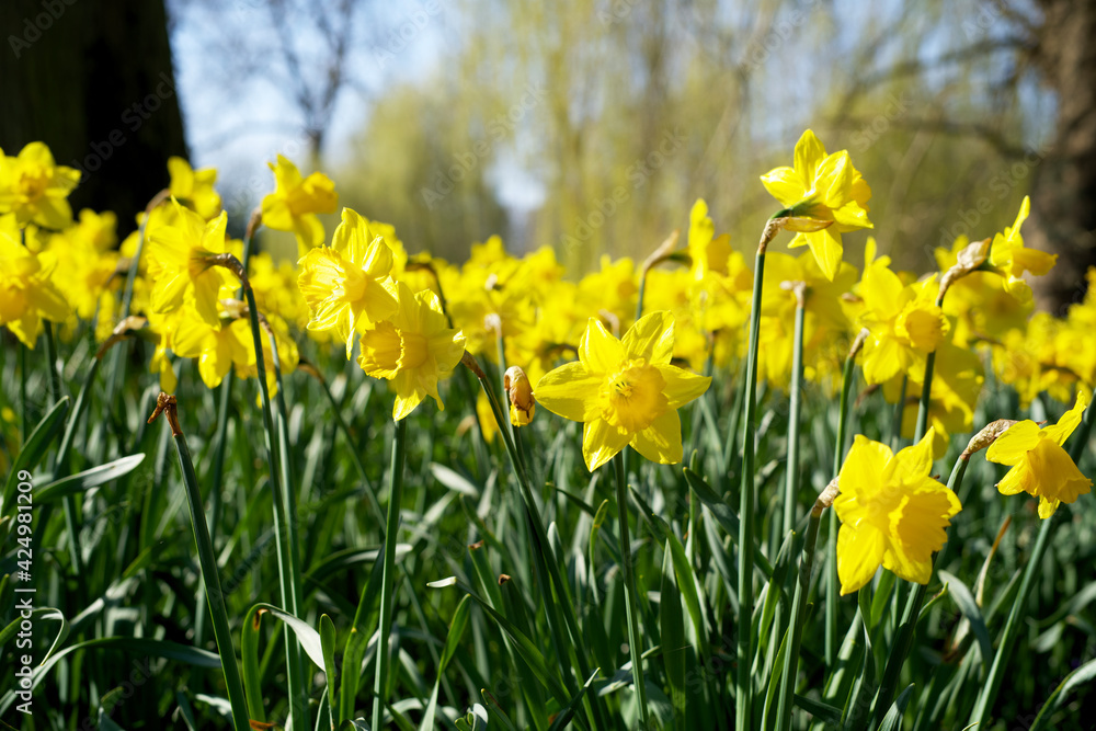 Fototapeta premium field with blooming yellow daffodils in the spring