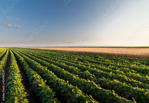 field of soybeans and wheat