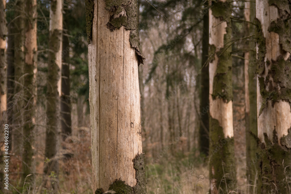 Waldsterben 2021 in Deutschland I