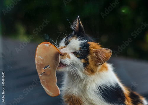 close up of a cat