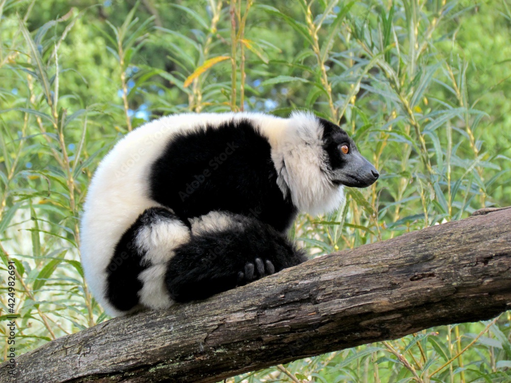 Obraz premium lemurien