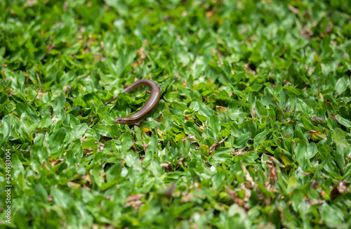 Garden lizards or also called ordinary bengkarung, bengkarung taman, sunbathe on the grass. selective focus 