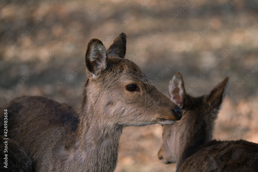 The fallow deer, Dama dama, is a ruminant mammal, female The fallow deer, Dama dama, is a ruminant mammal, female