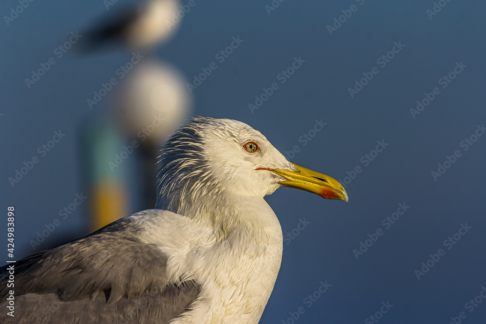 Portrait of a gull or seagull standing on a seaside railing at golden hour near the ocean at sunset or sunrise. It's Caspian gull (Larus cachinnans) nesting in the Black and Caspian Seas. Portrait of a gull or seagull standing on a seaside railing at golden hour near the ocean at sunset or sunrise. It's Caspian gull (Larus cachinnans) nesting in the Black and Caspian Seas.