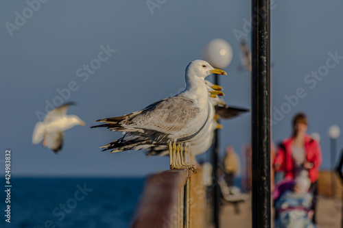 A group of several seagulls or gulls stand in a row on a seaside railing at golden hour near the ocean at sunset or sunrise with water on the horizon. It's Caspian gull (Larus cachinnans). photo