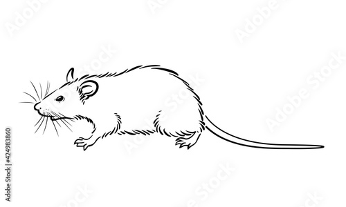Walking rat line drawing on white background