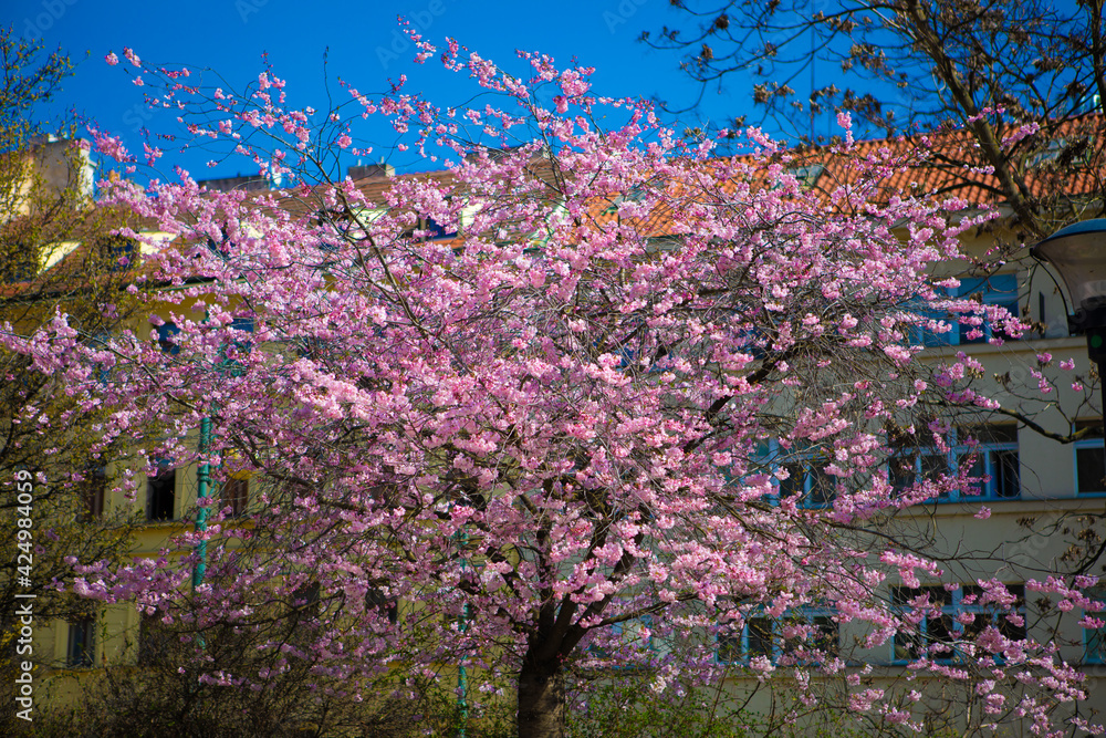 Obraz premium blooming tree in the garden - cherry blossom