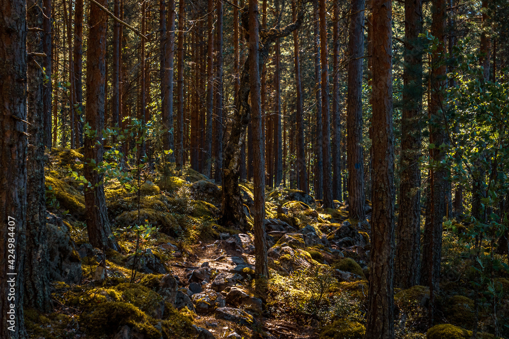 Fototapeta premium Moody forest trail. Sunlight peaking through trees.