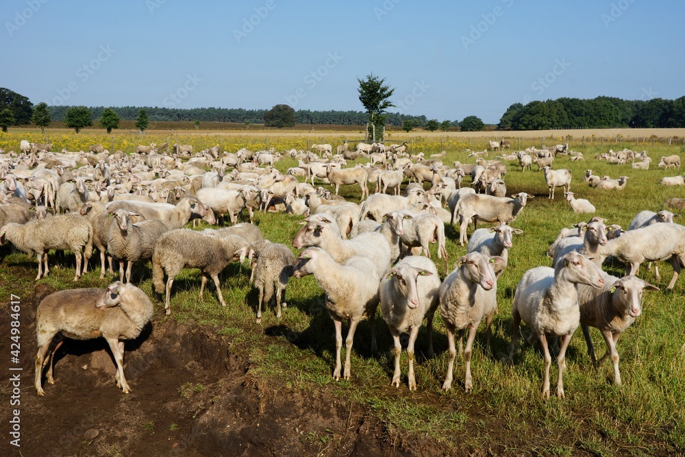 Herd of sheep near Ede (Planken Wambuis) the Netherlands