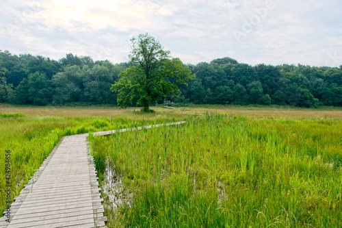 Nature reserve with boardwalk over stream near Renkum the Netherlands (Renkums Beekdal)