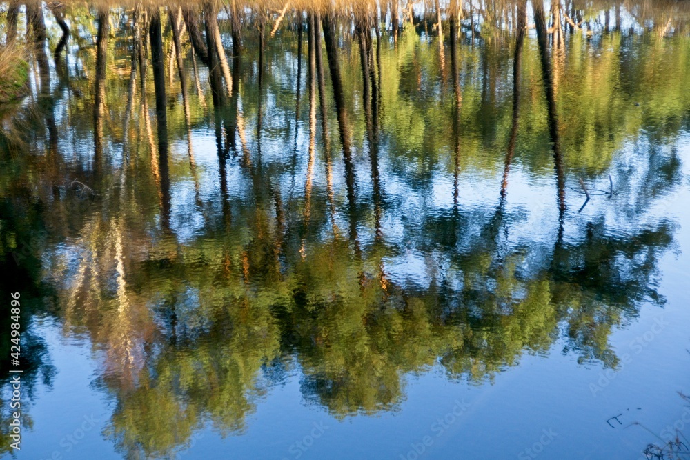 Reflection of trees in small pond Reflection of trees in small pond