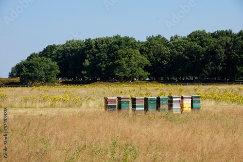 Painted wooden beehives with active honey bees near Ede the Netherlands photo