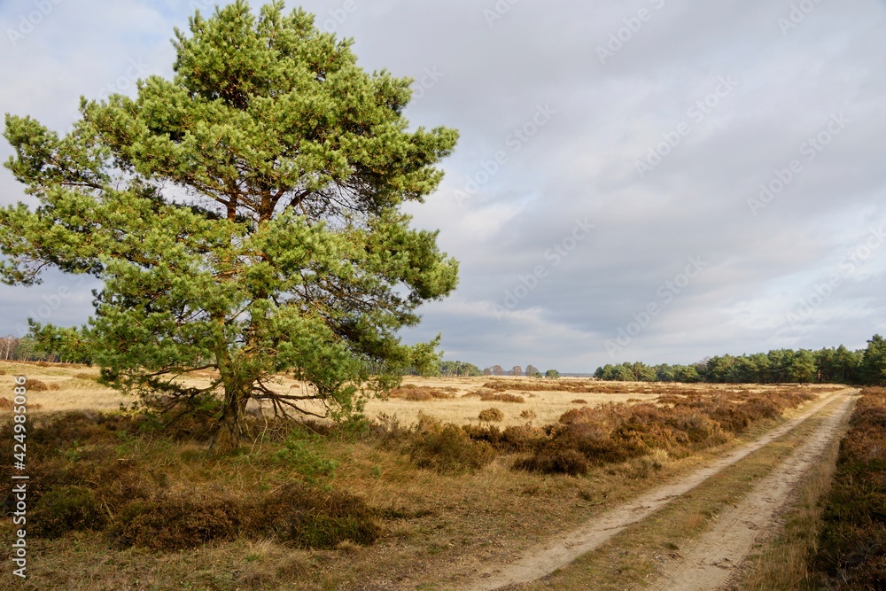 Trail in National Park Hoge Veluwe in the Netherlands Trail in National Park Hoge Veluwe in the Netherlands