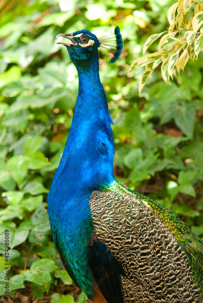 Obraz premium blue peacock