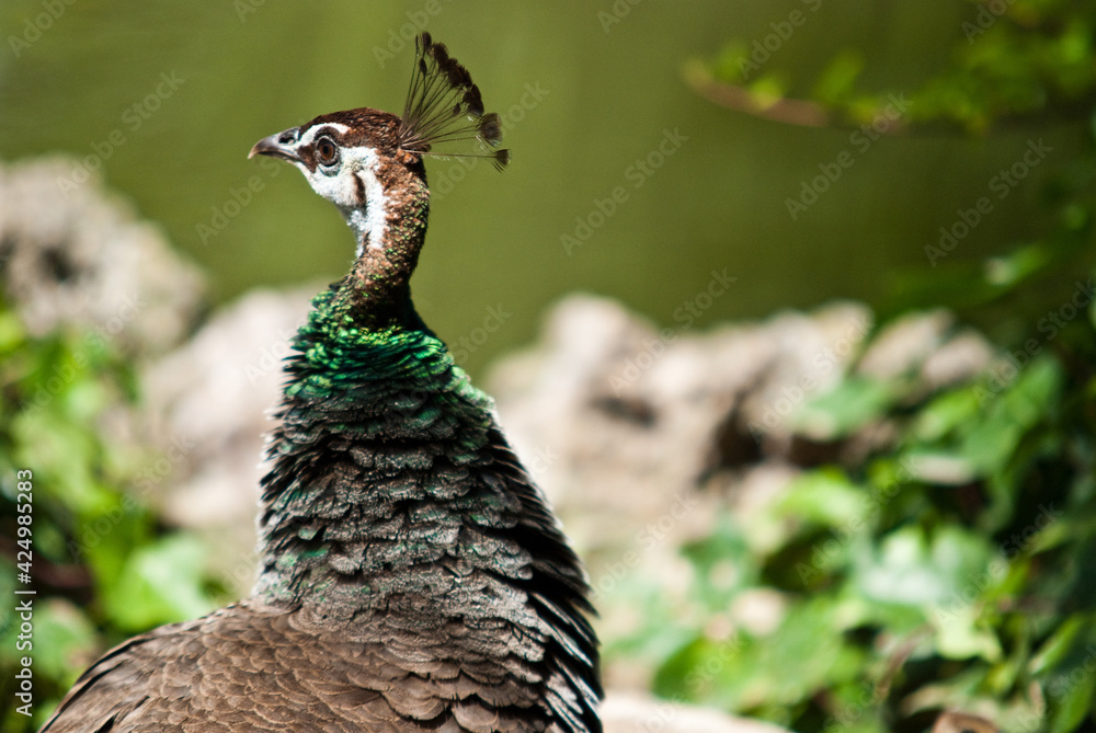 a green-colored peacock on a sunny day a green-colored peacock on a sunny day