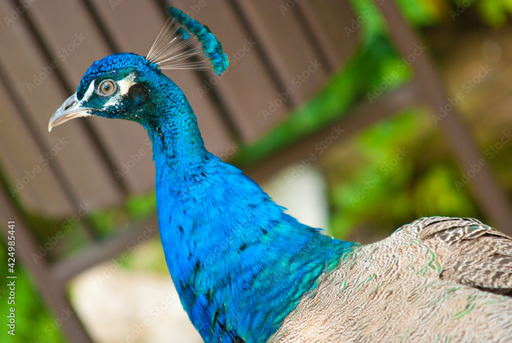 Obraz premium blue peacock