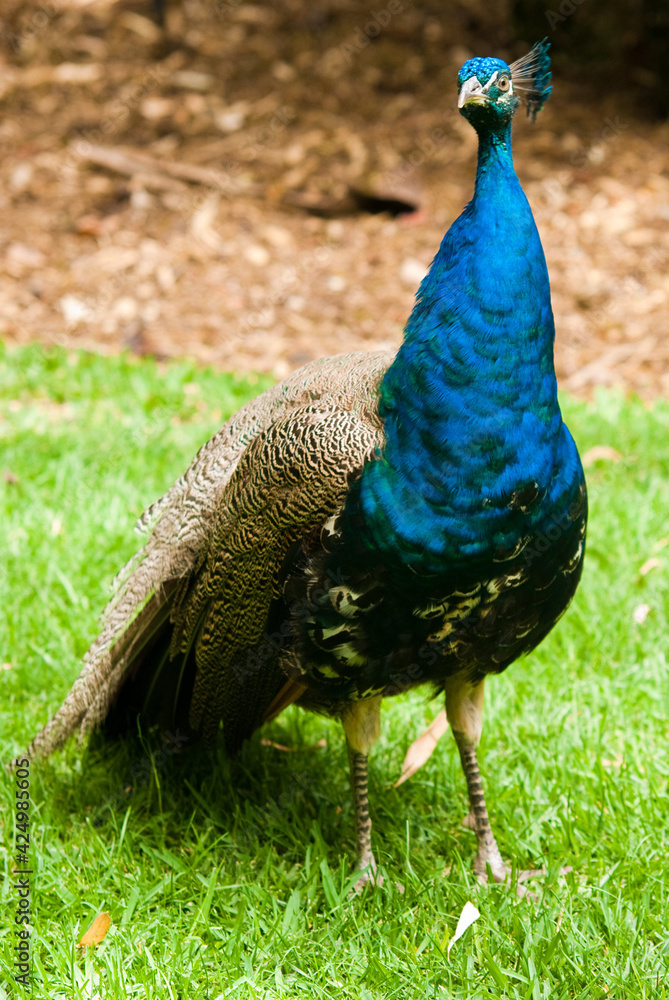 Obraz premium blue peacock