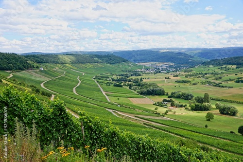 Vineyards near Lieser in Moselle Valley in Germany