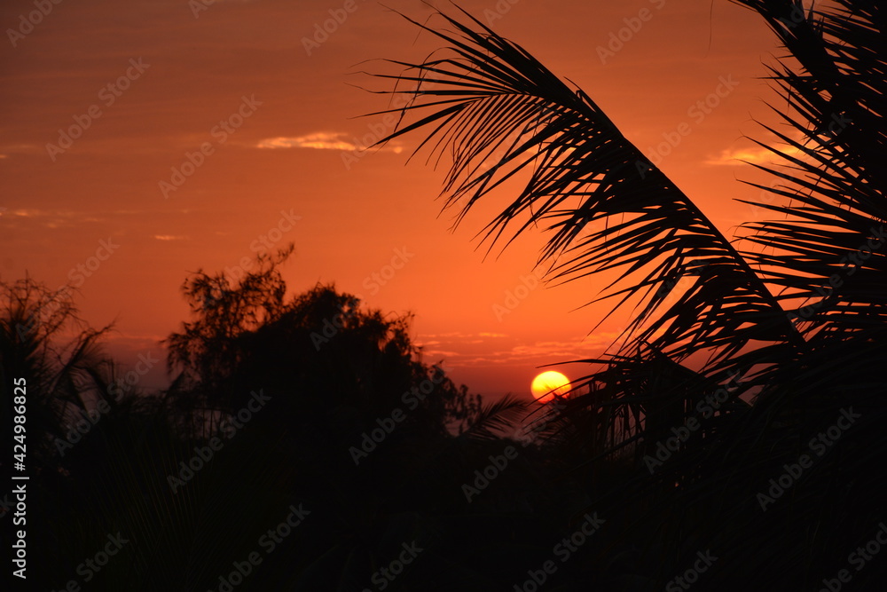 a tropical sunset silhouette