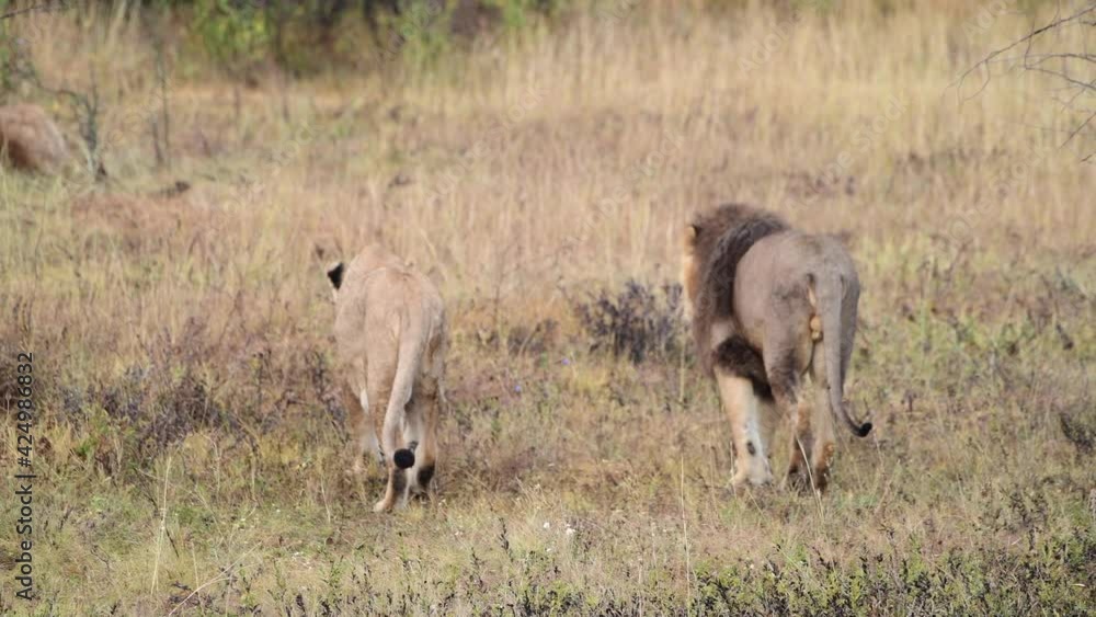 Wild lions pride in african savannah resting in the morning sunrise rays Wild lions pride in african savannah resting in the morning sunrise rays