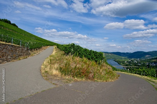 Vineyards near Lieser in Moselle Valley in Germany photo