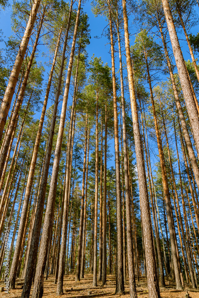 Tall pine forest in a sunshine fairy light. Belarusian nature, springtime. Tall pine forest in a sunshine fairy light. Belarusian nature, springtime.