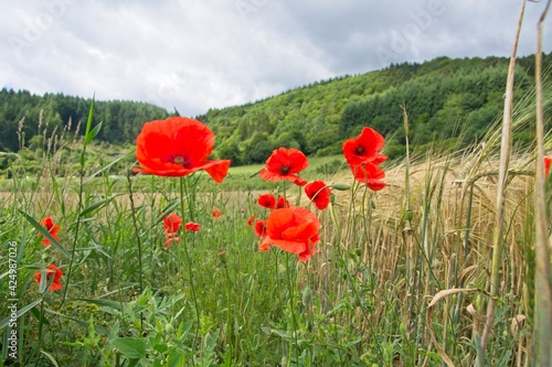 Wheat field with red poppies